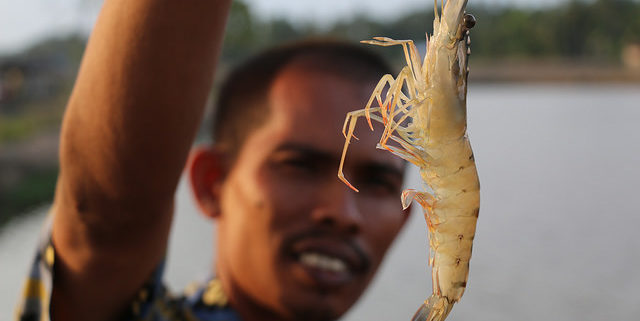 Aceh black tiger shrimp. Photo by Toby Johnson, WorldFish.